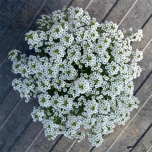 Alyssum