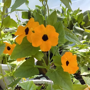 Black Eyed Susan Vine