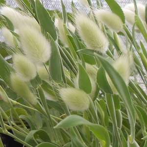 Bunny Tails