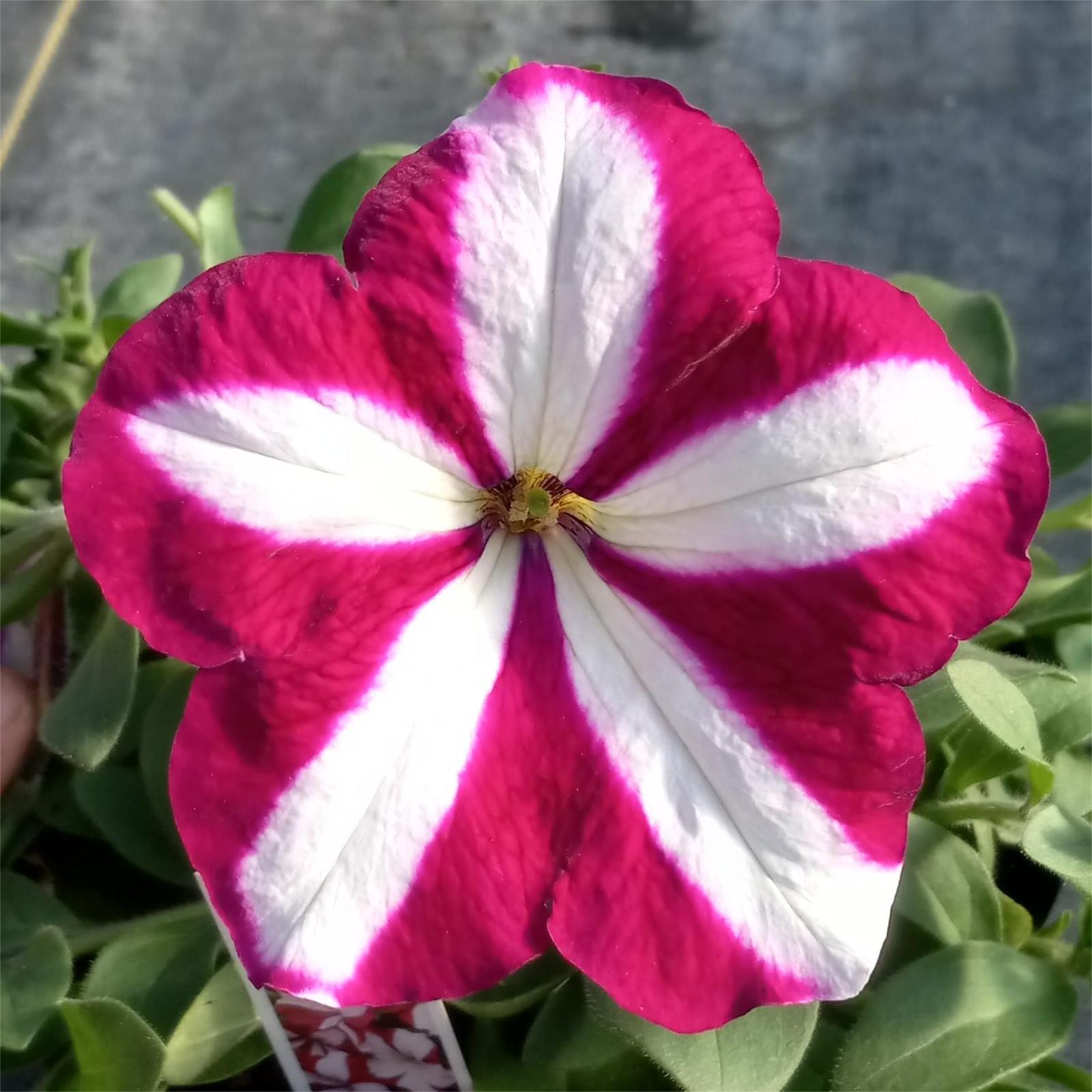 Burgundy Star