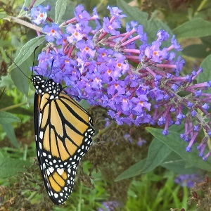 Butterfly Bush