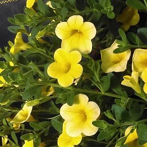 Calibrachoa