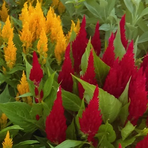 Celosia