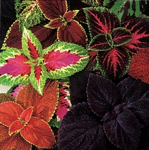 Coleus