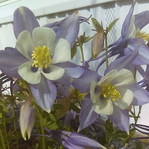 Columbine