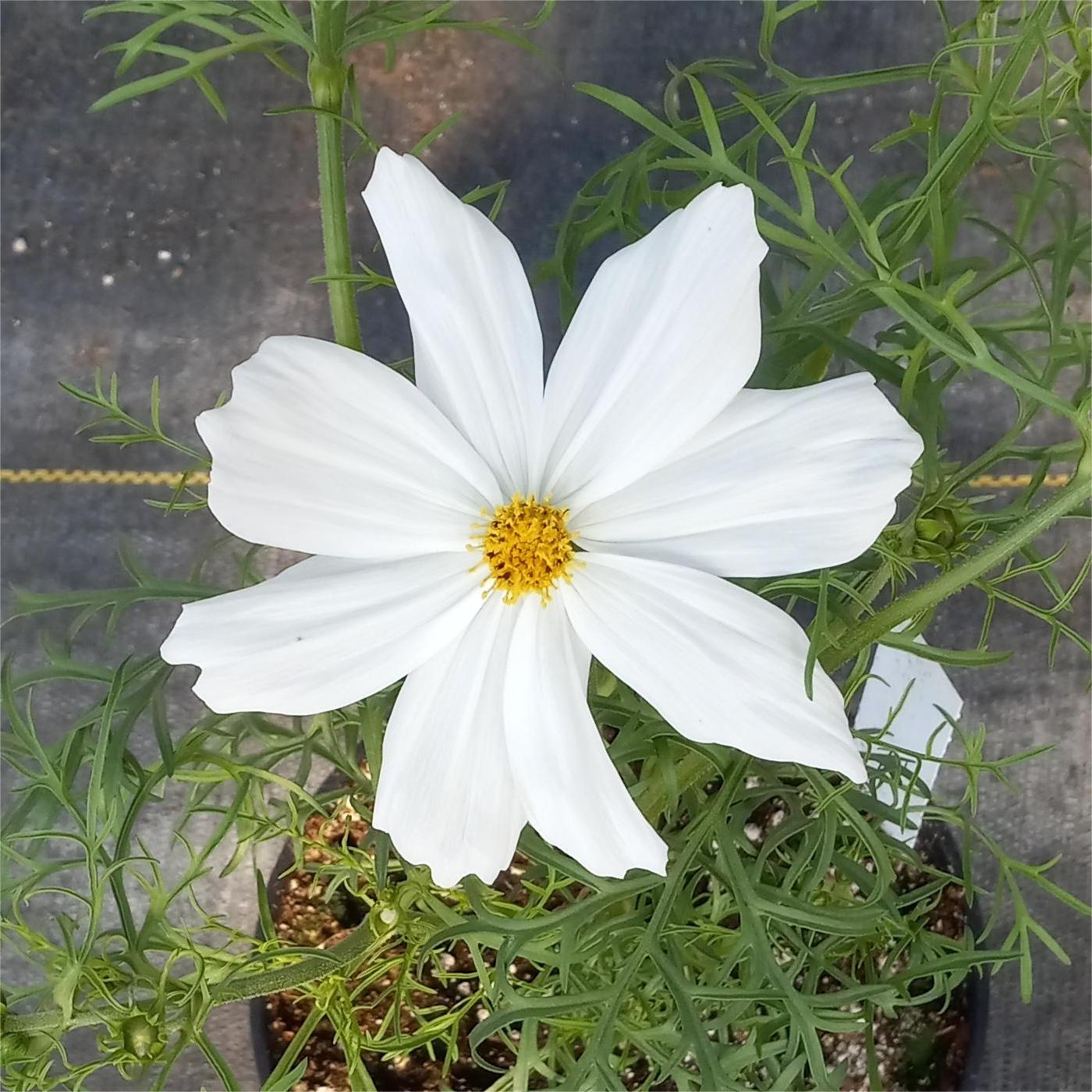 Cosmos