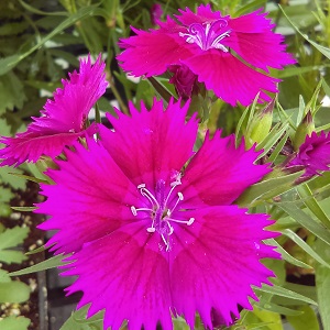 Dianthus