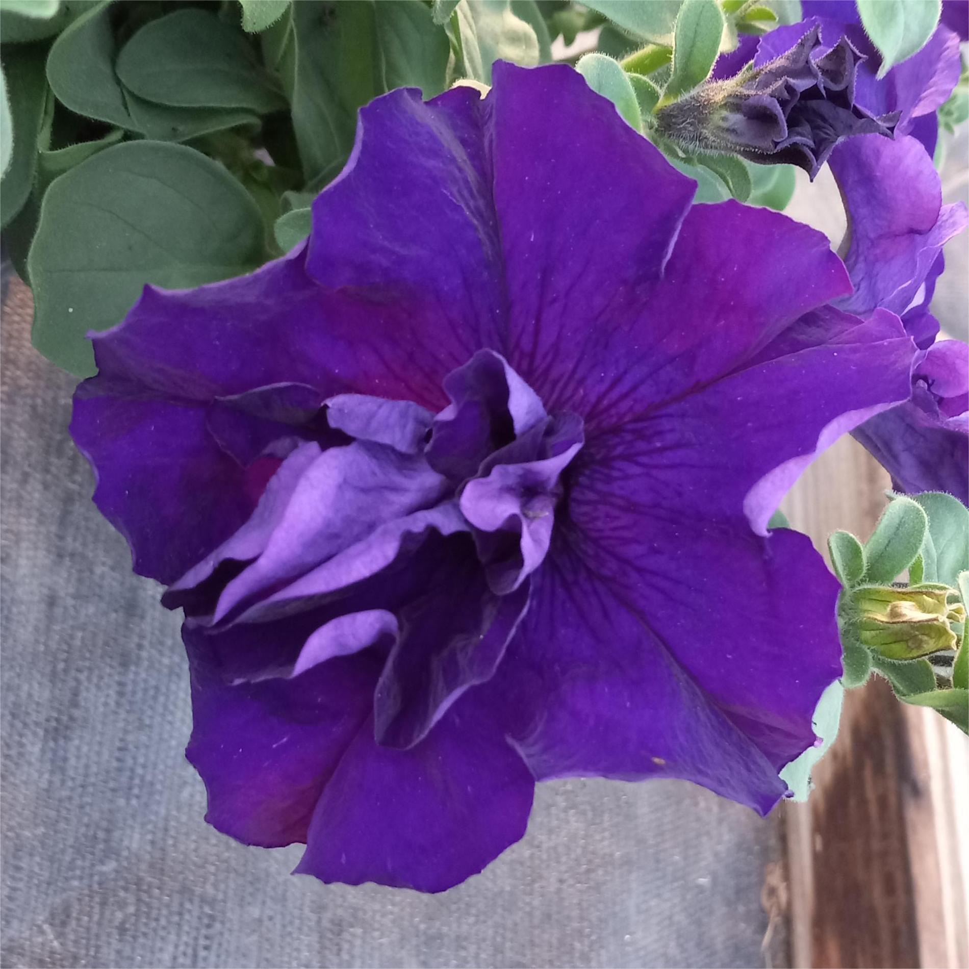 Double Cascade Blue