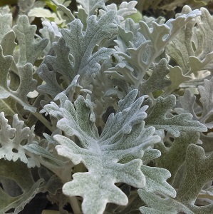 Dusty Miller