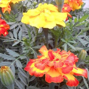 French Marigold