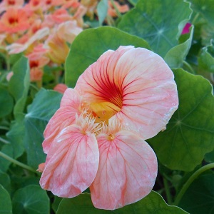 Nasturtium