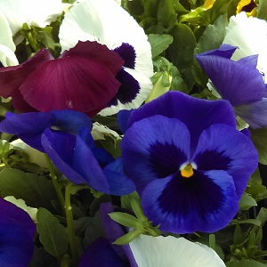 Pansy