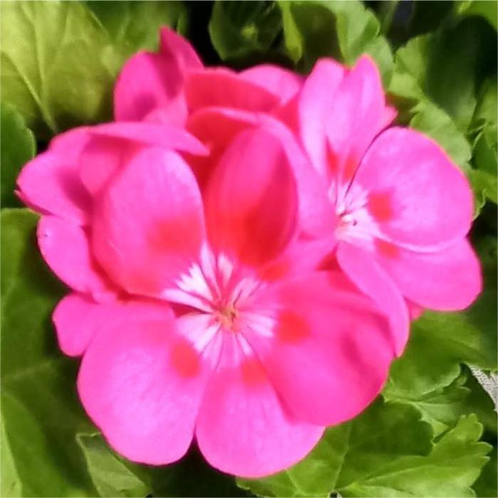 Pink Geranium