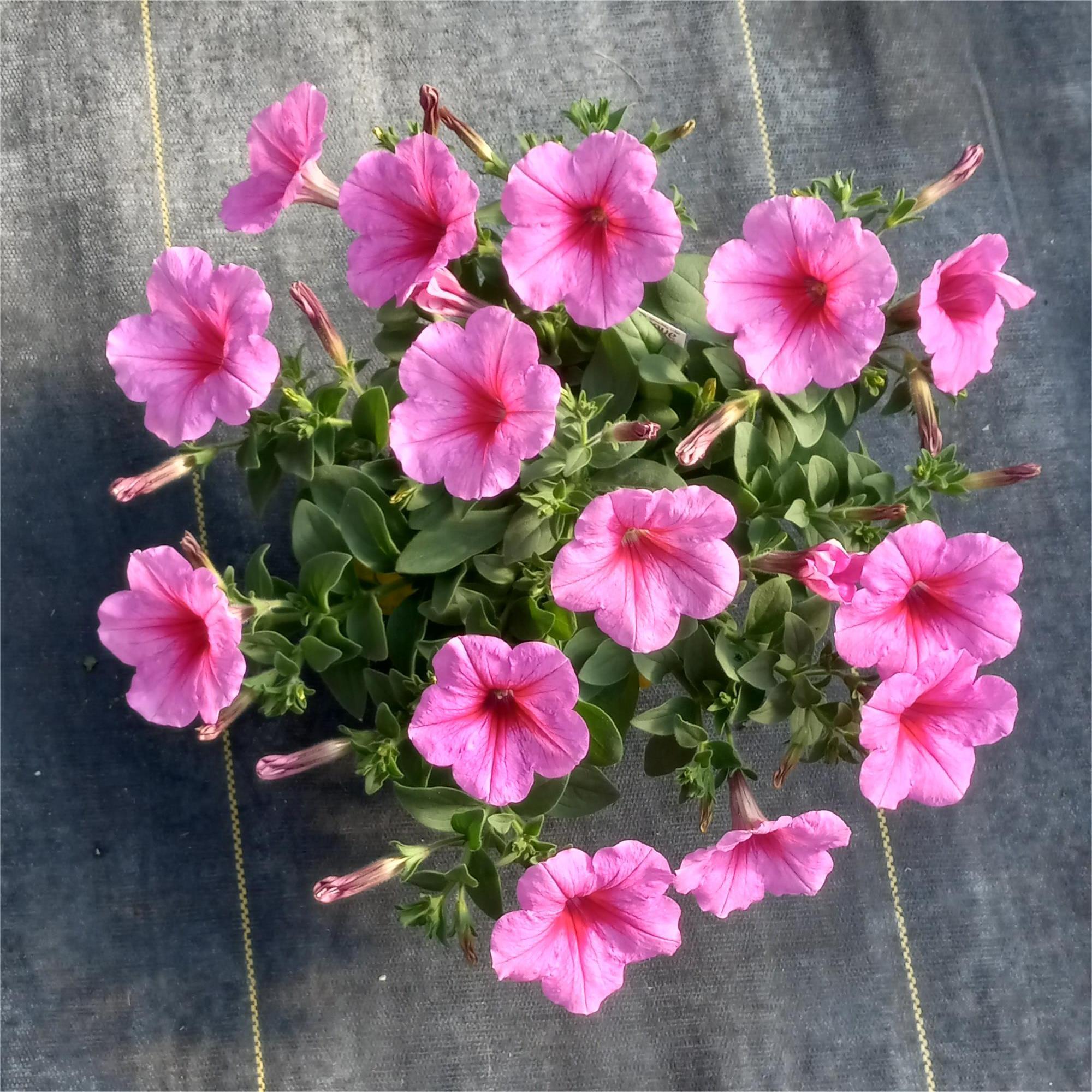 Pink Passion