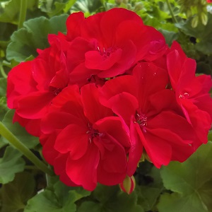 Red Geranium
