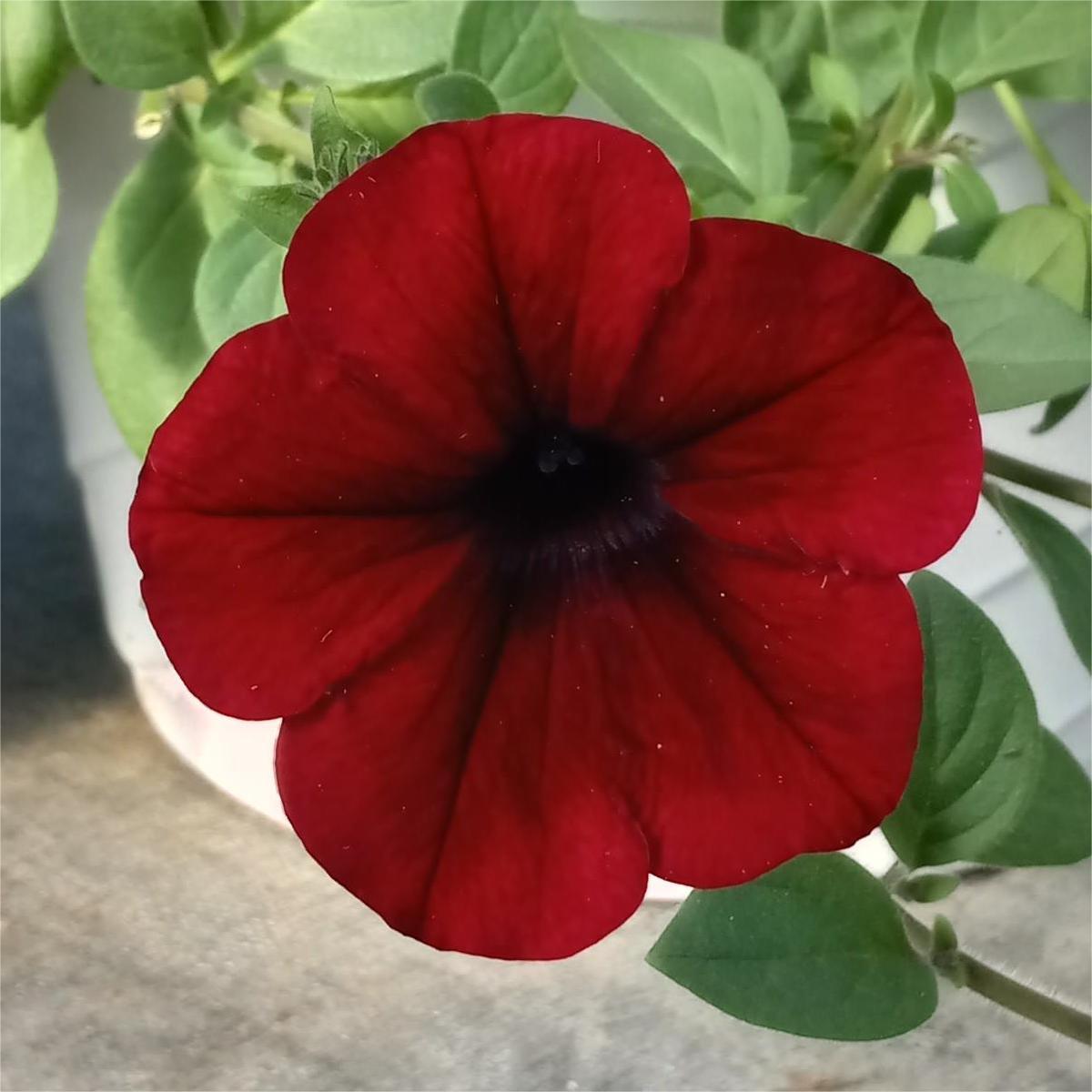 Red Velour
