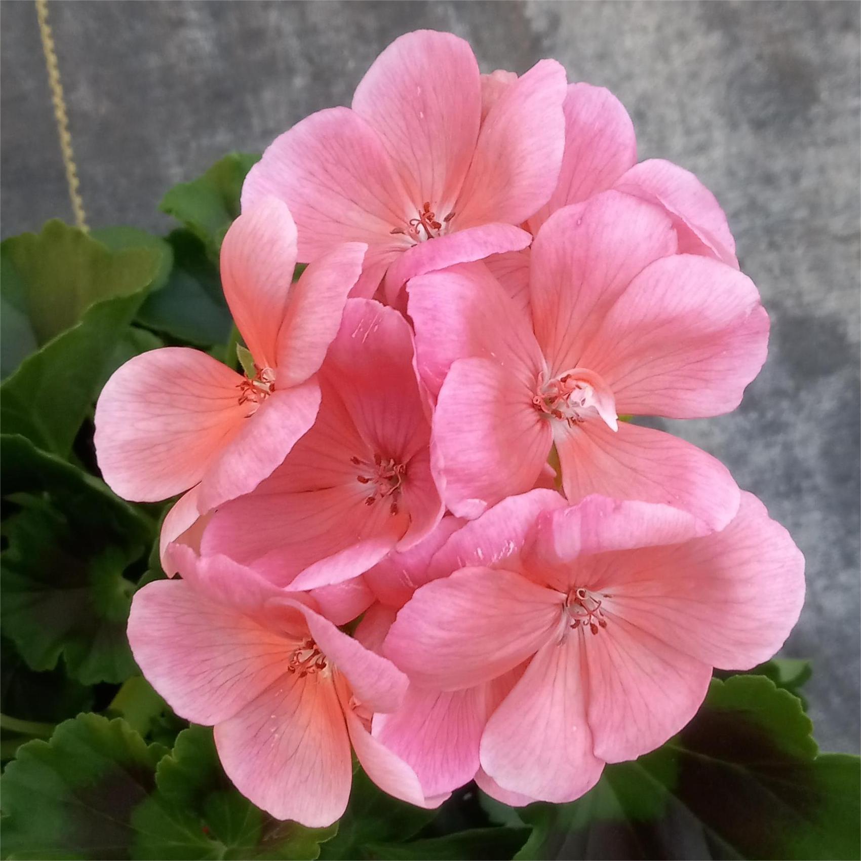 Salmon Geranium