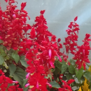 Salvia
