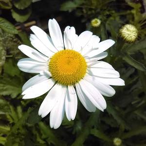 Shasta Daisy