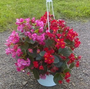 Wax Begonia