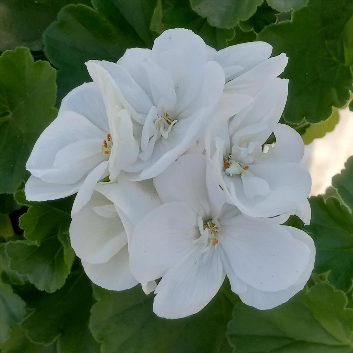 White Geranium